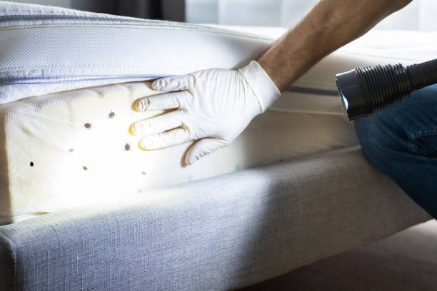 Best Rat Extermination Near Me  in Reno, OH